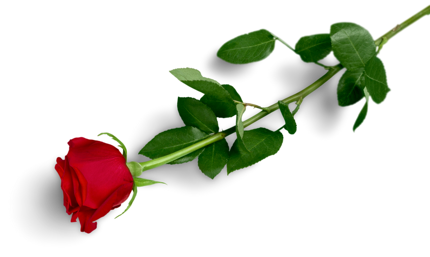 Red Rose with Green Stem